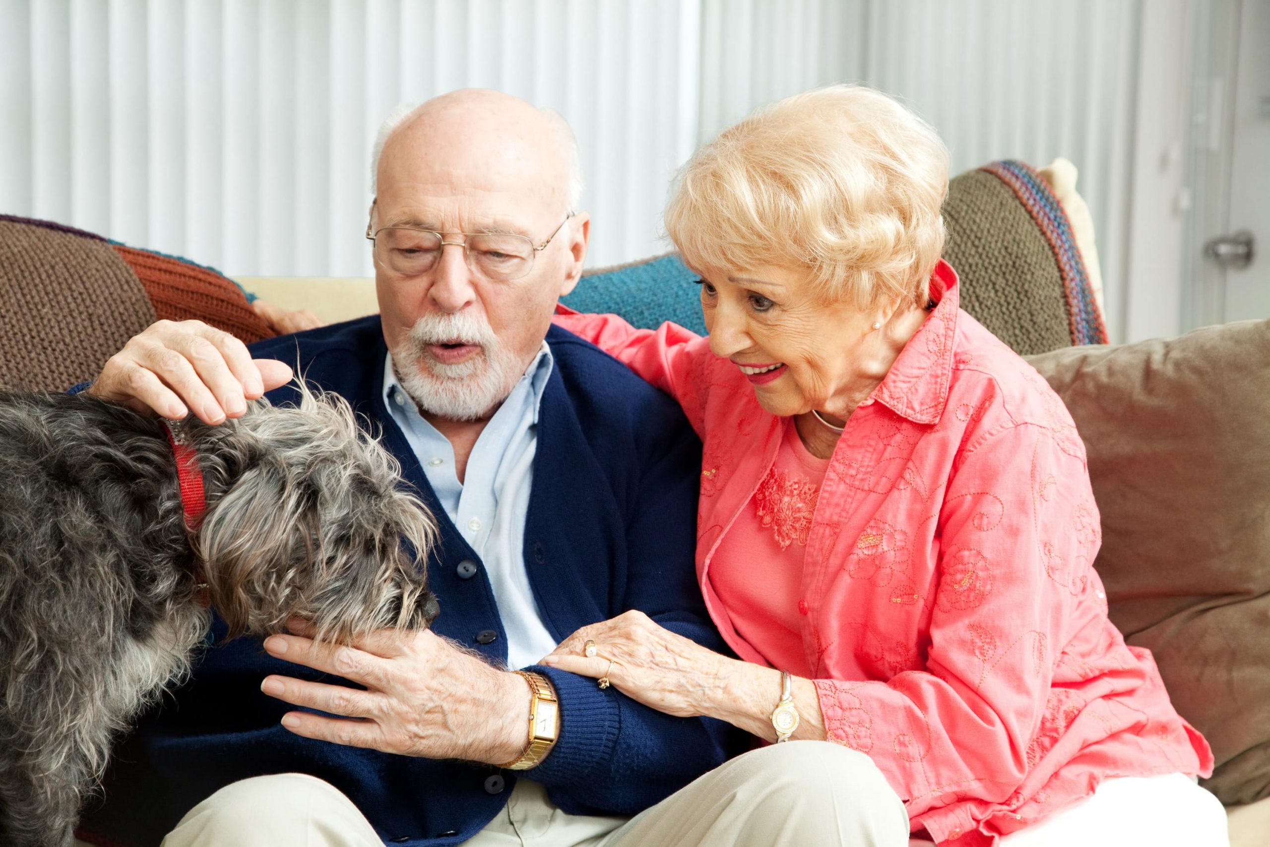 Animais De Estima O E Os Benef Cios Para Os Idosos